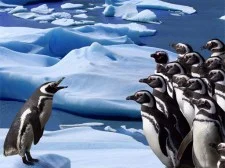 Pinguini diapozitiv